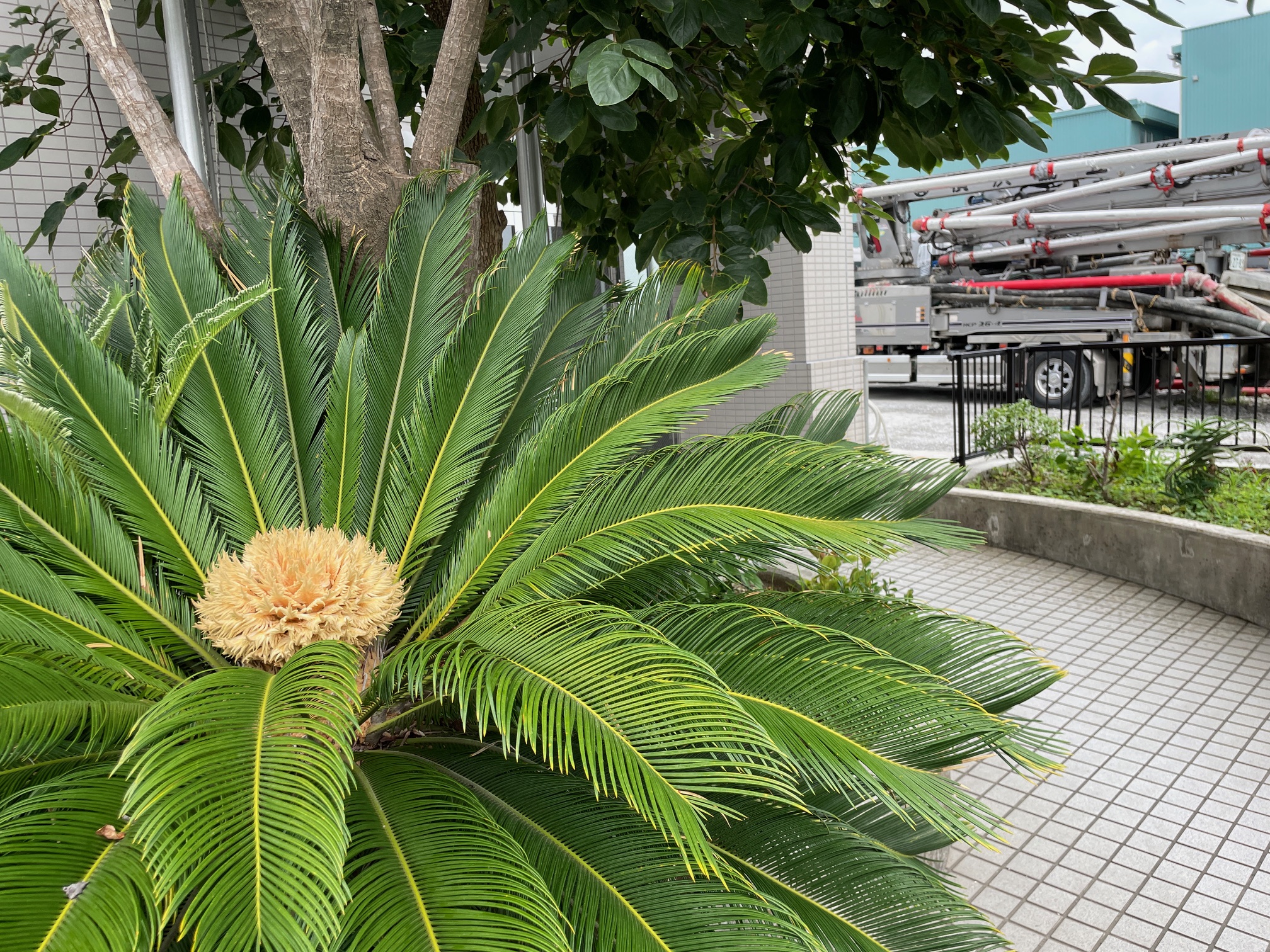 ソテツの雌花