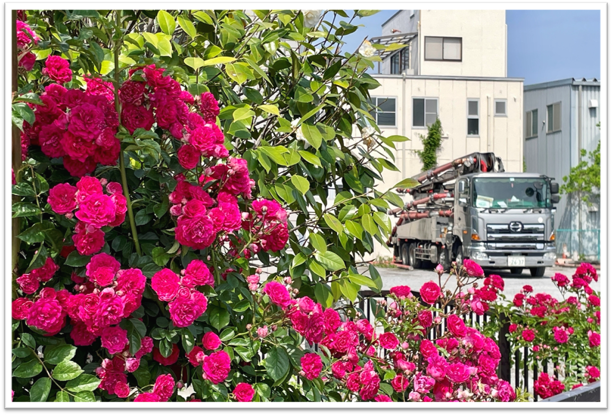 バラとポンプ車