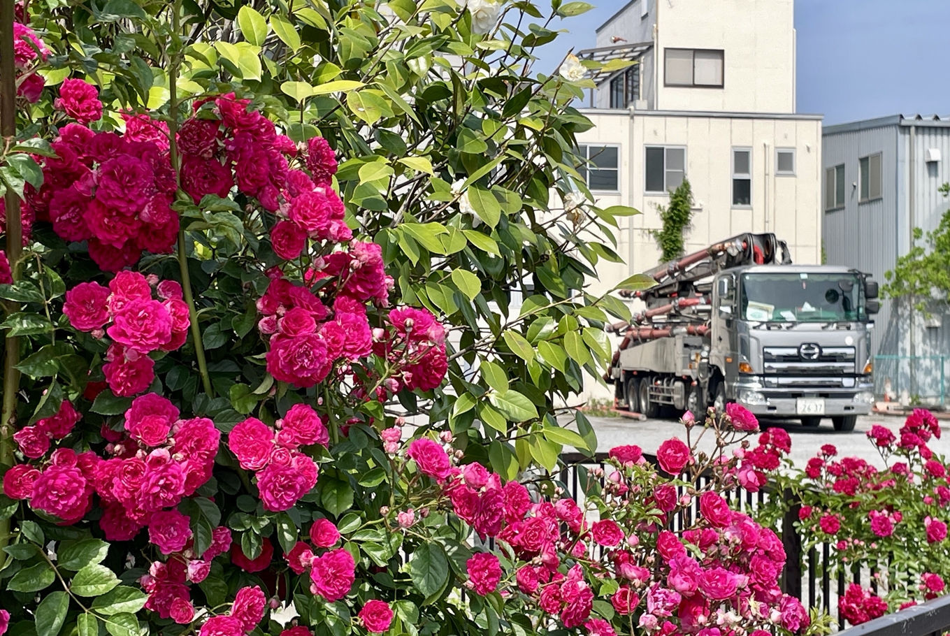 バラとポンプ車